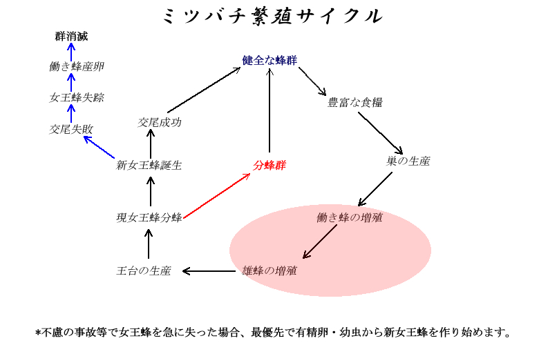 浦添養蜂園