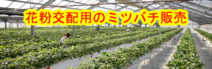 西洋ミツバチの販売